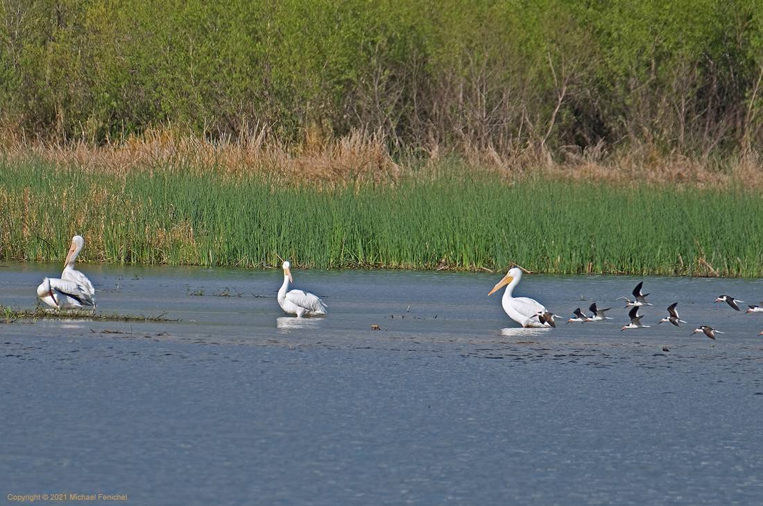 [White Pelicans and Black Skimmers]