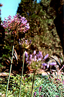 [Big Sur Flowers]