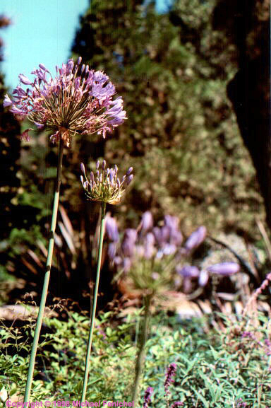 [Big Sur Flowers]