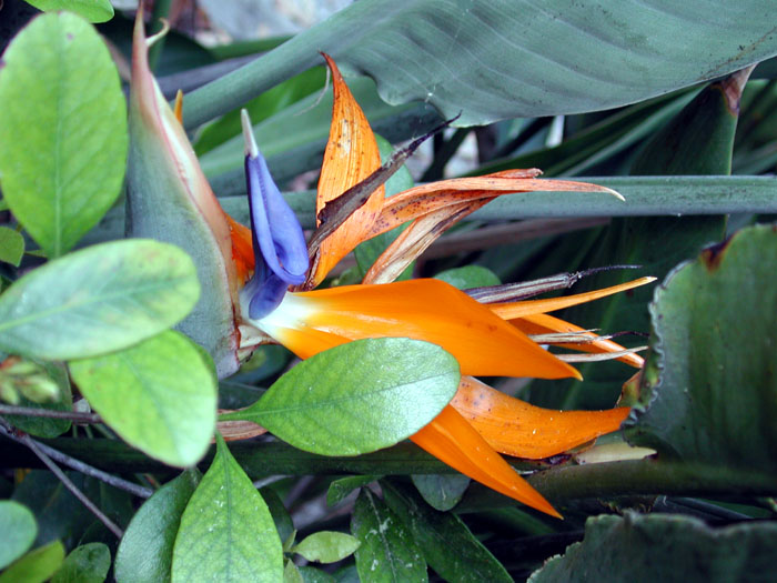 [Bird of Paradise]