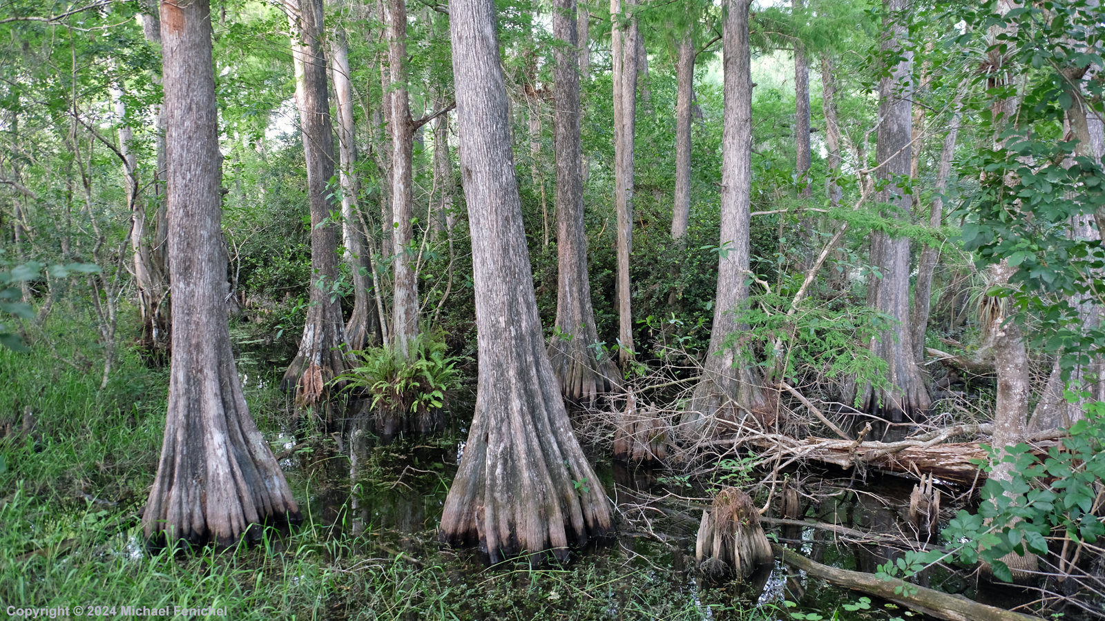 Trees With Knees