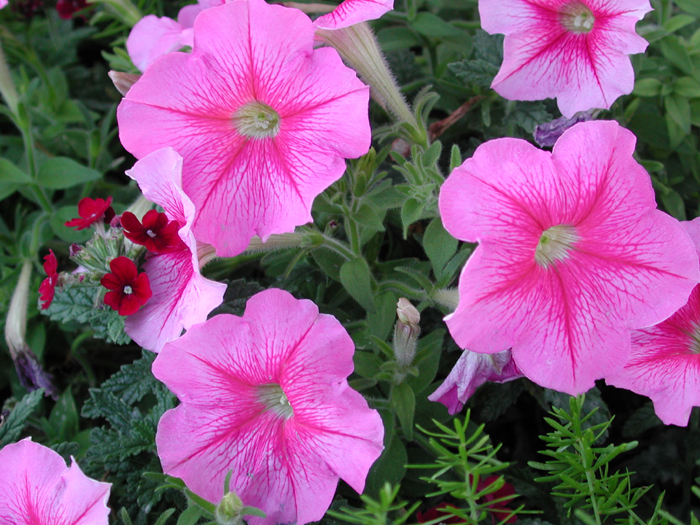 [Flowers in Grant Park]