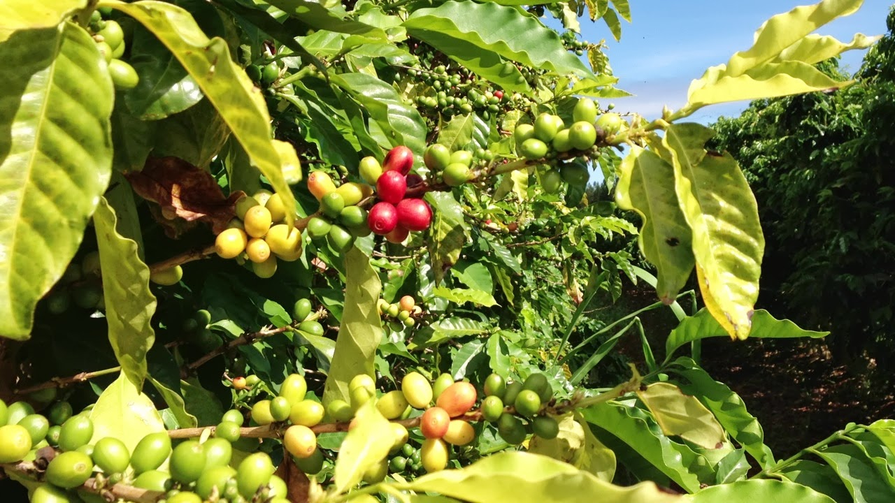 [Coffee Beans - Coffees of Hawai'i Plantation]