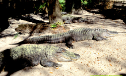 [Florida Gator]