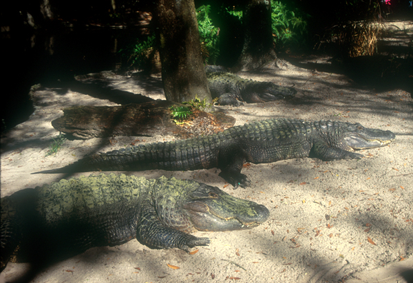 [Florida Alligators]