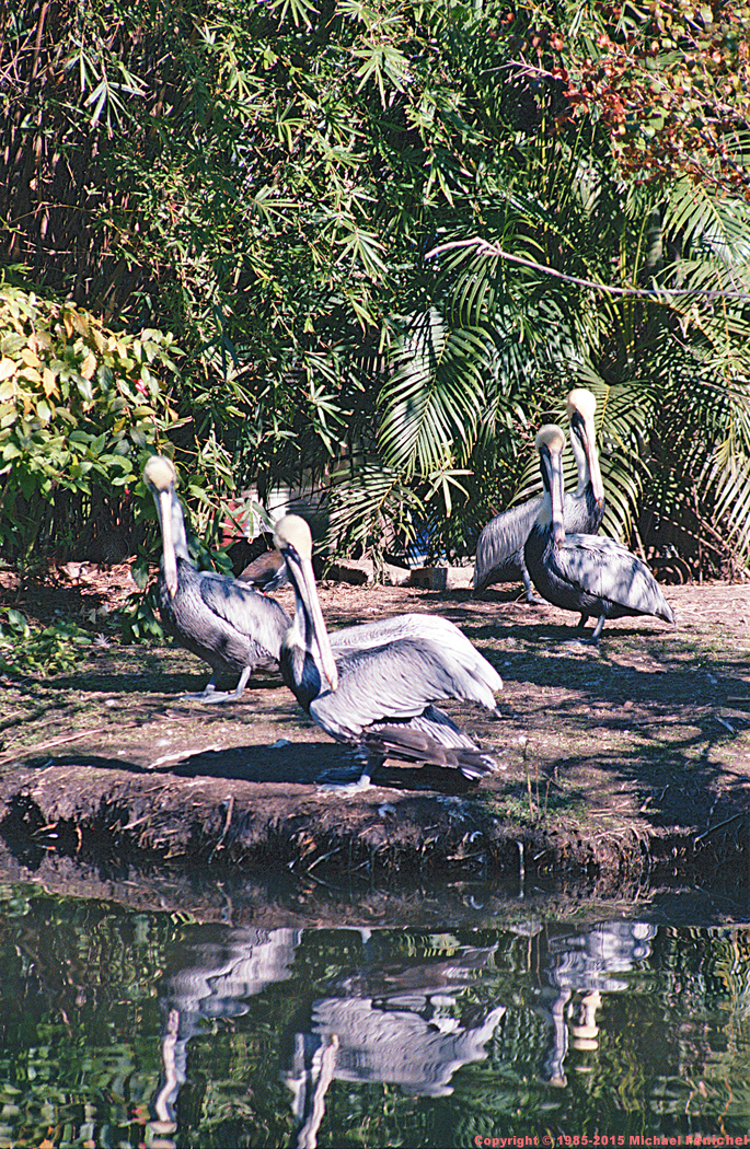 [Pelican Family]