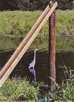 [Blue Heron under Triangle]