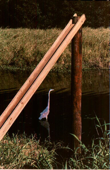 [Blue Heron and Triangle]