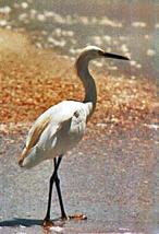 [Snowy Egret]