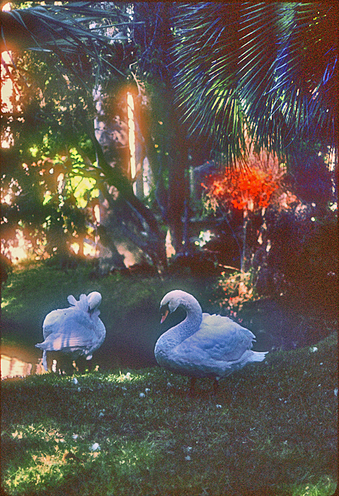 [White Swans]