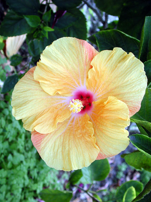 [Peach Hibiscus]