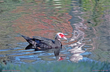 [Muscovy Duck]