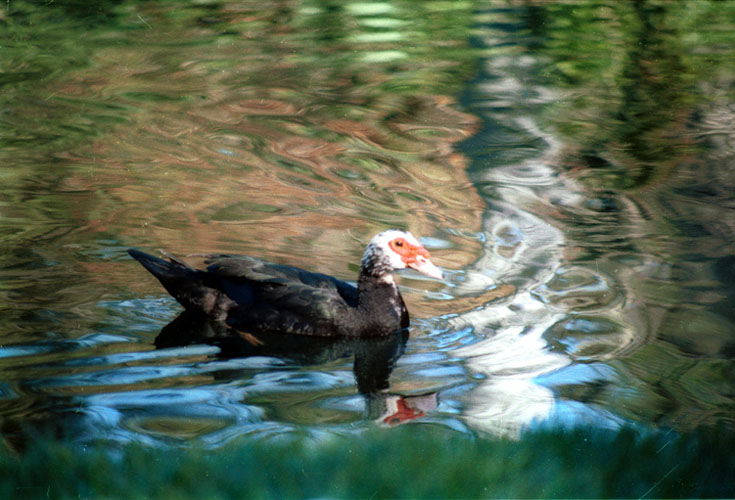 [Muscovy duck]