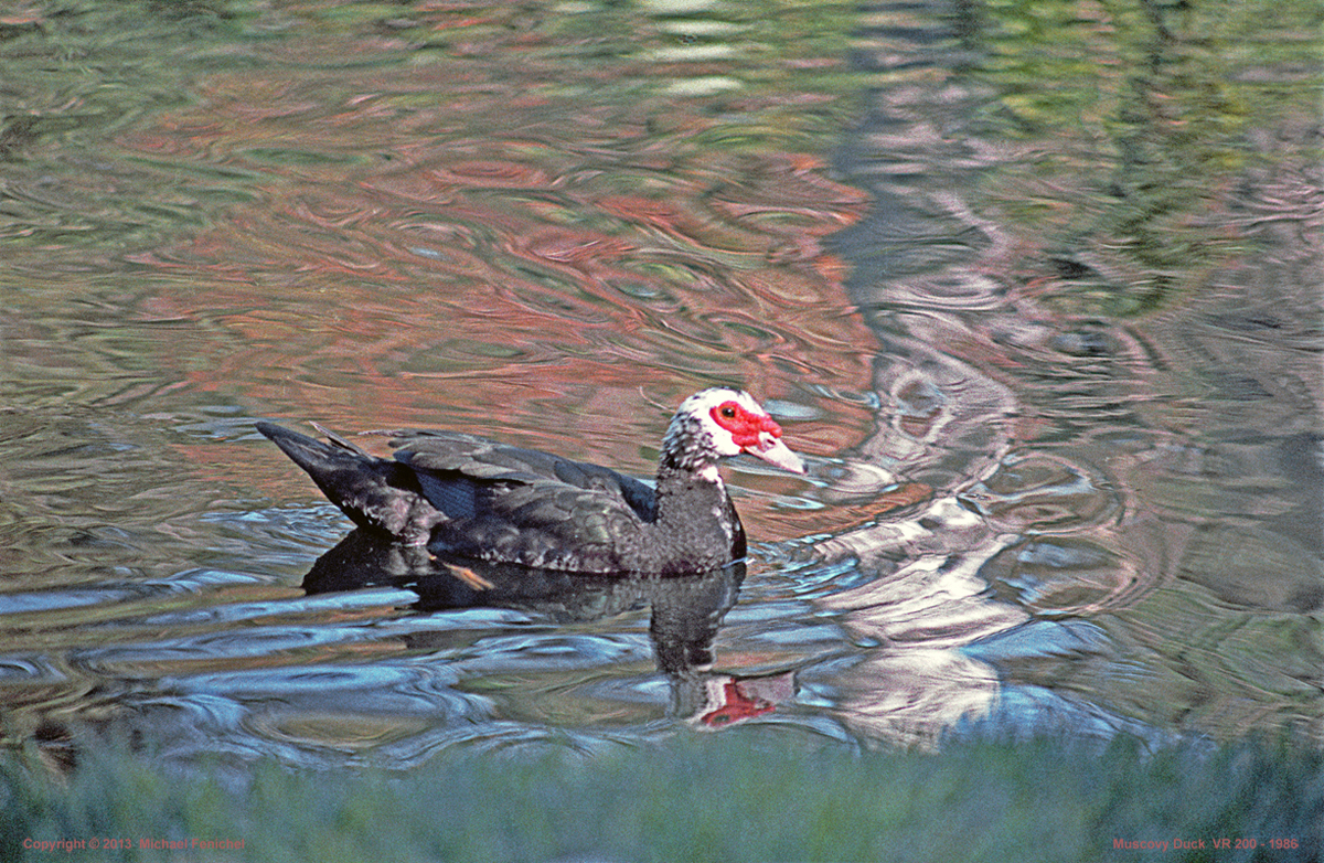 Muscovy Duck