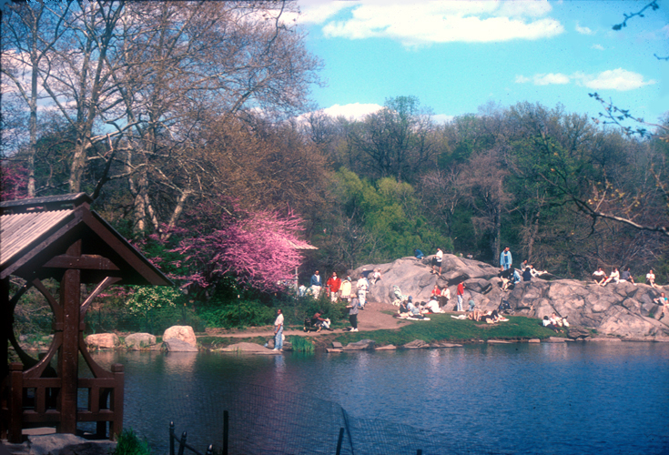 [Central Park Rocks and Color]