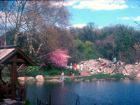 [Central Park Rocks and April Colors]