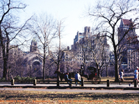 [Central Park Horse & Buggy]