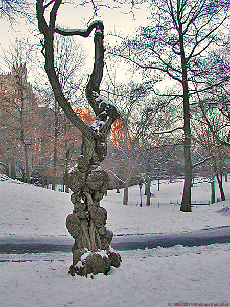 [Gnarled Tree in Snow]