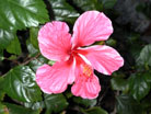 [Pink Hibiscus]