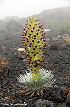 [Haleakala Silversword]