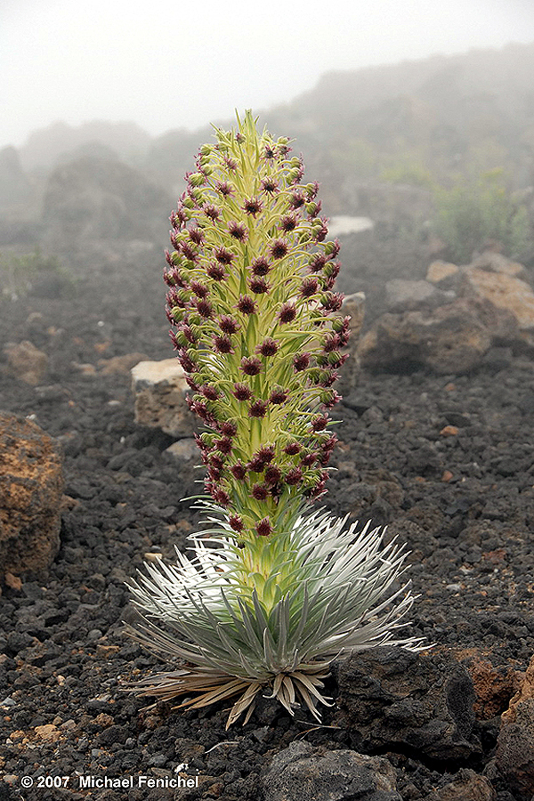 [Silversword]