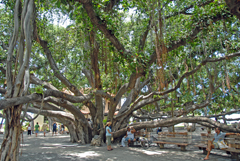 [Front Street Banyan Tree]