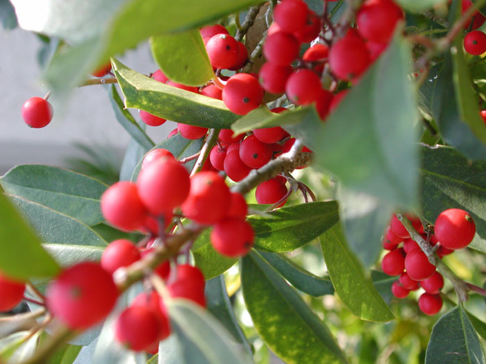 [Red Berries]