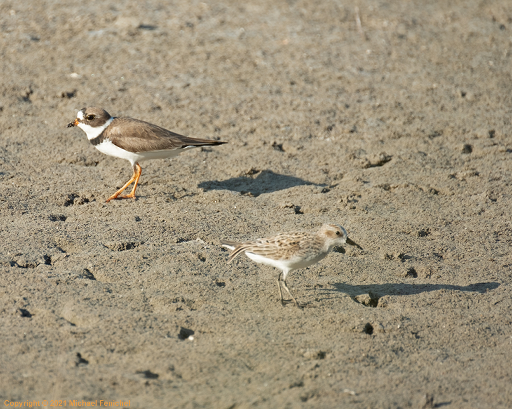 [Semipalmated Plover and Sanderling]