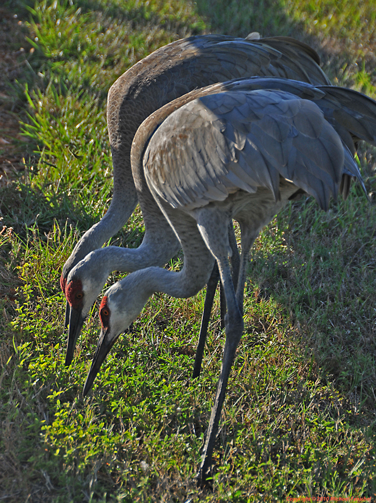 [Sandhill Crane on Nest]