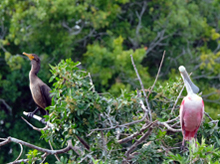 [Cormorant and Spoonbill]