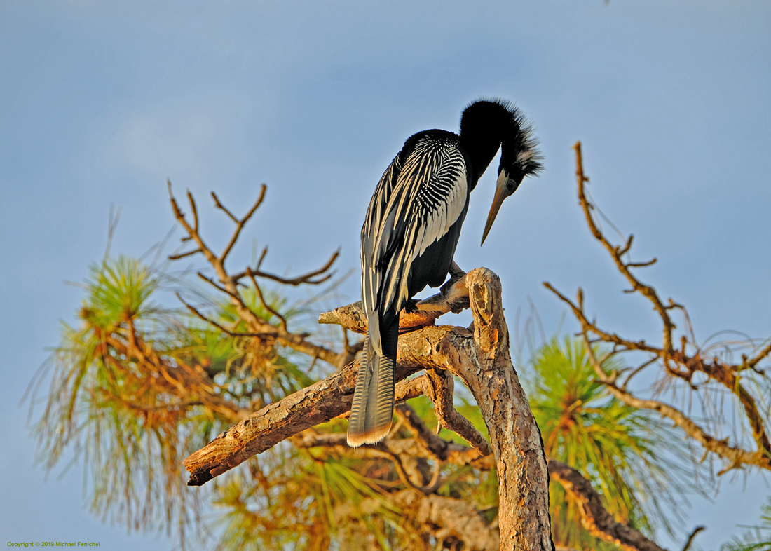 Anhinga in Tree