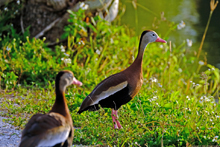 [Black-bellied Whistling-Duck]