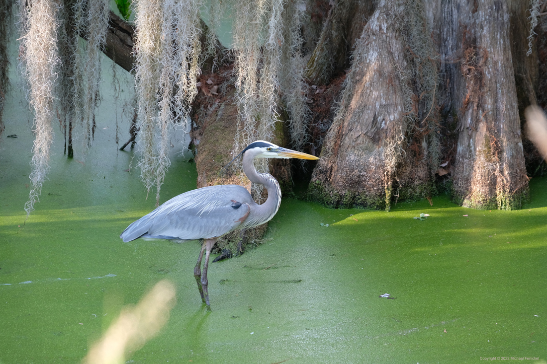 [Heron under Cypress Tree]