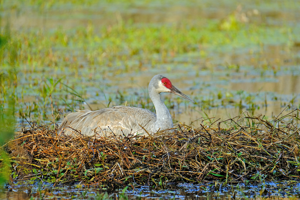 Sandhill Crane Nest