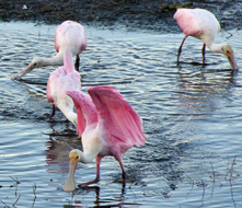 [Roseate Spoonbills]