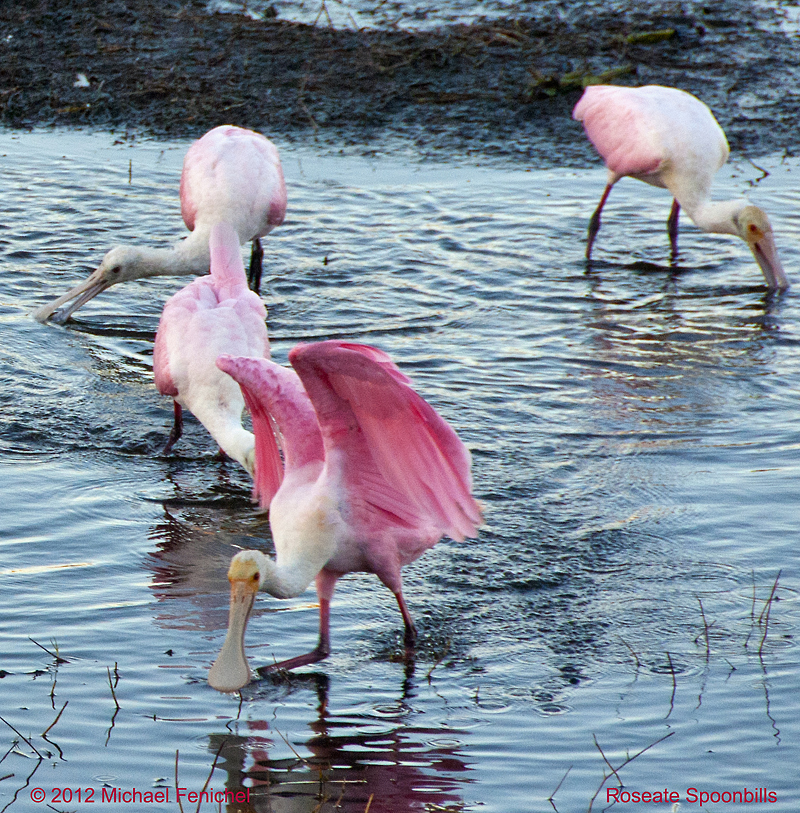 [Roseate Spoonbills]