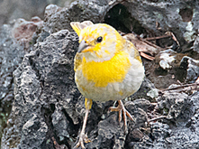 [Juvenile Saffron Finch]