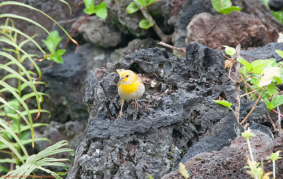 [Juvenile Saffron Finch]