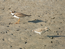 [Semipalmated Plover and Sanderling]