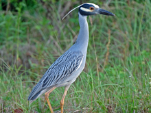 [Yellow-crowned Night-Heron