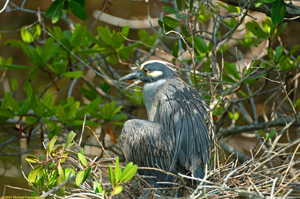 [Yellow-crowned Night-Heron - In the Nest]