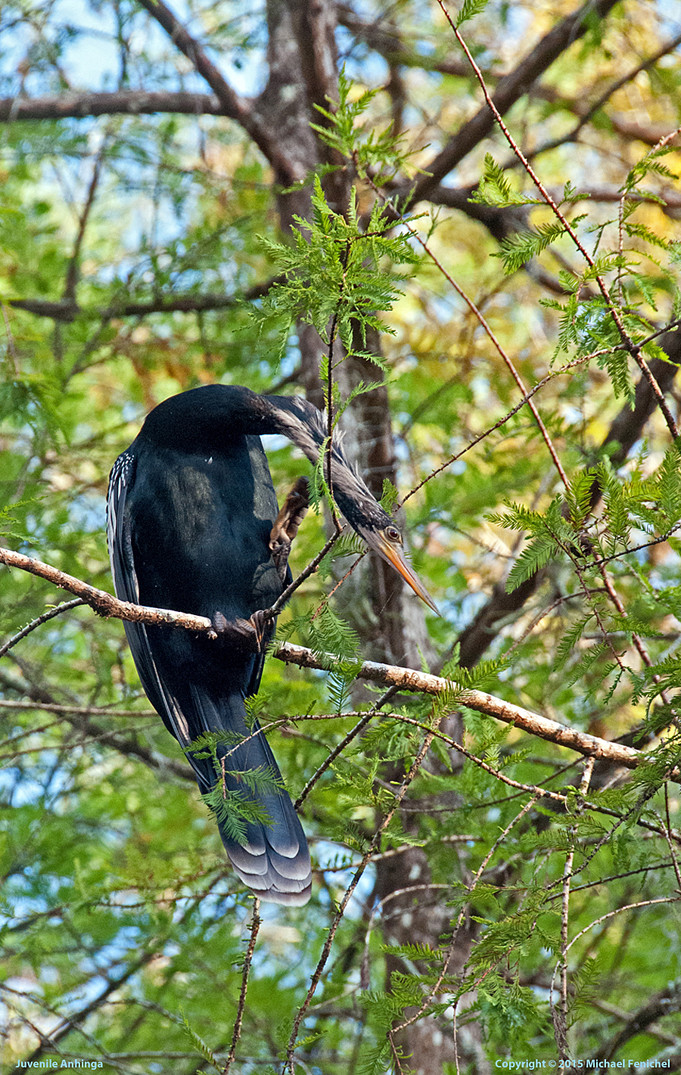 [Juvenile anhinga in tree]