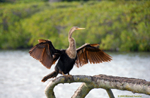 [Anhinga]