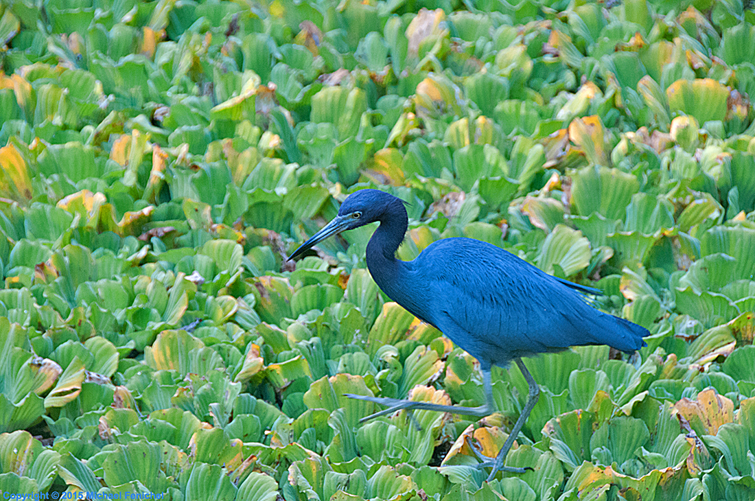 Little blue on grass