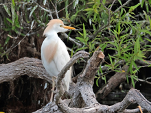 [Cattle Egret