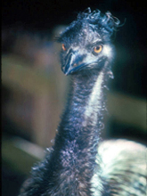 [Emu]