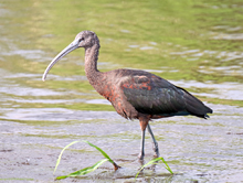 [Glossy Ibis]