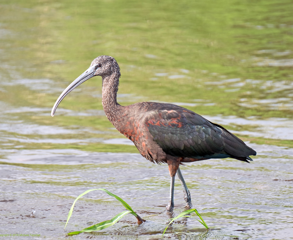 [Glossy Ibis]