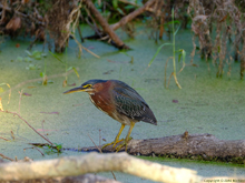 [Green Heron]