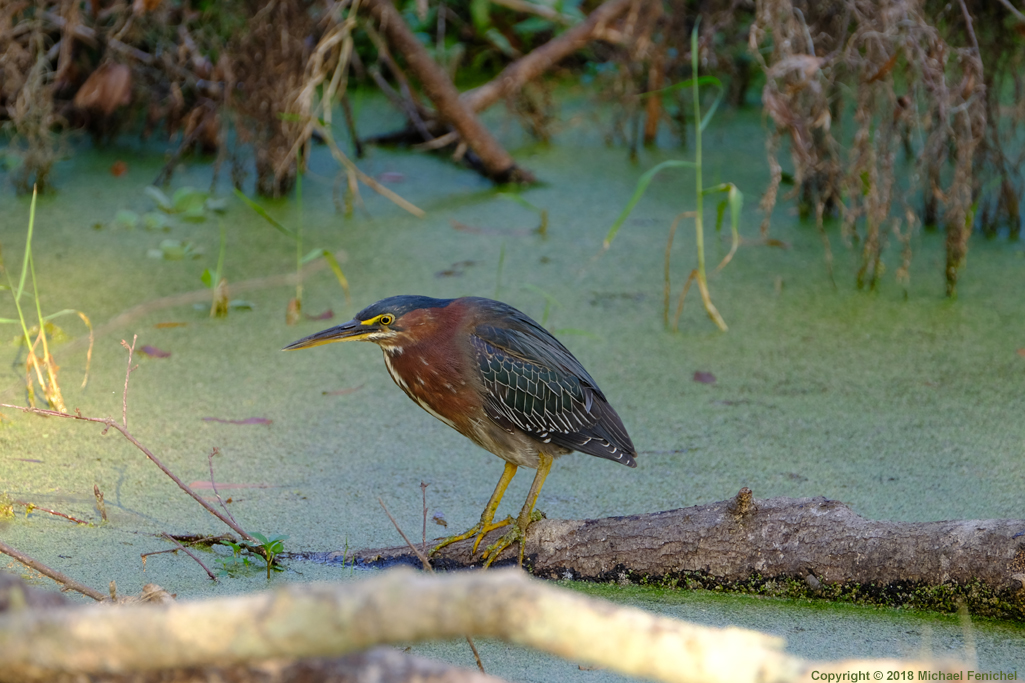 [Green Heron]